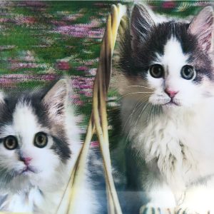 3 Boyutlu   Sevimli Kediler İkili Kedi Resmi Tablosu 40x60 cm